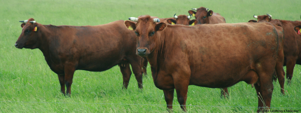 Køer på mark - Rød Dansk Malkerace
