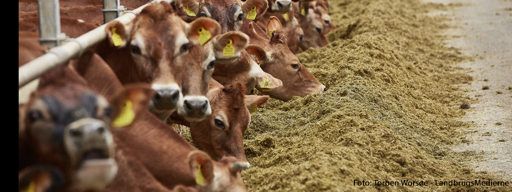 Køer i stald - Dansk Jersey