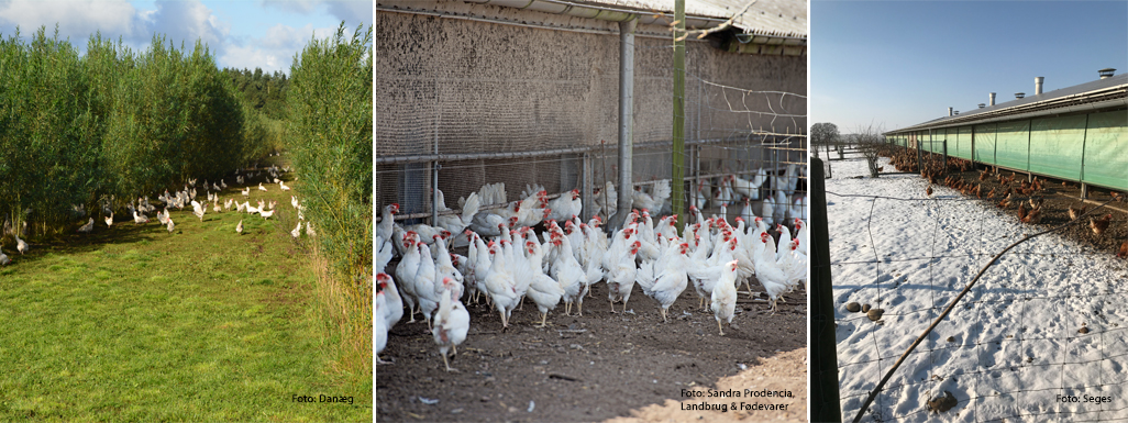 Fjerkræ - udenfor i forskelligt vejr