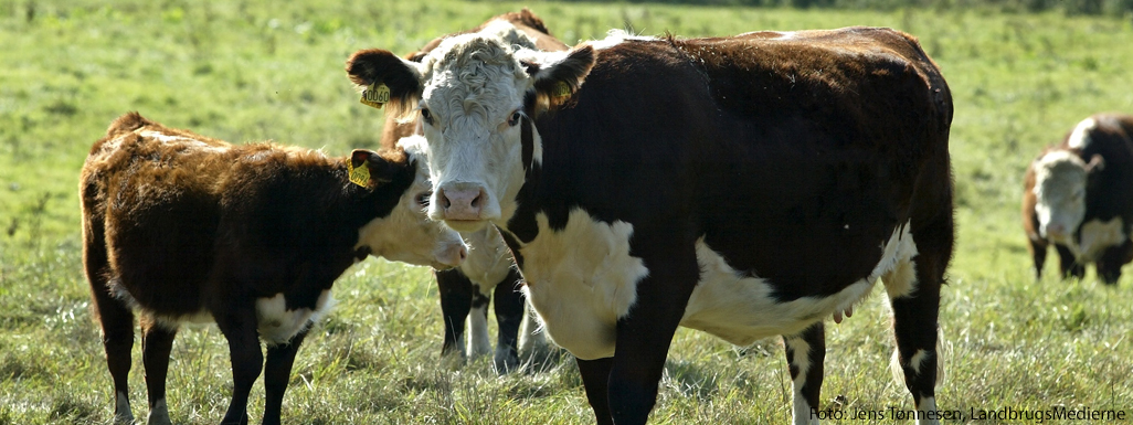 Hereford-kvæg på mark