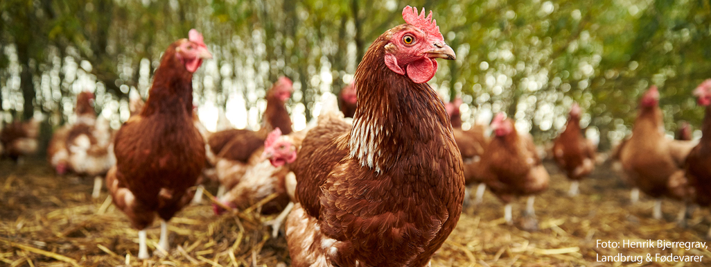 Økologiske høner udenfor