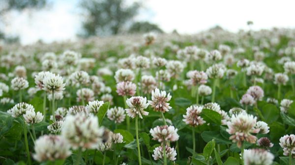 Introduktion til økologien – principper og værdier