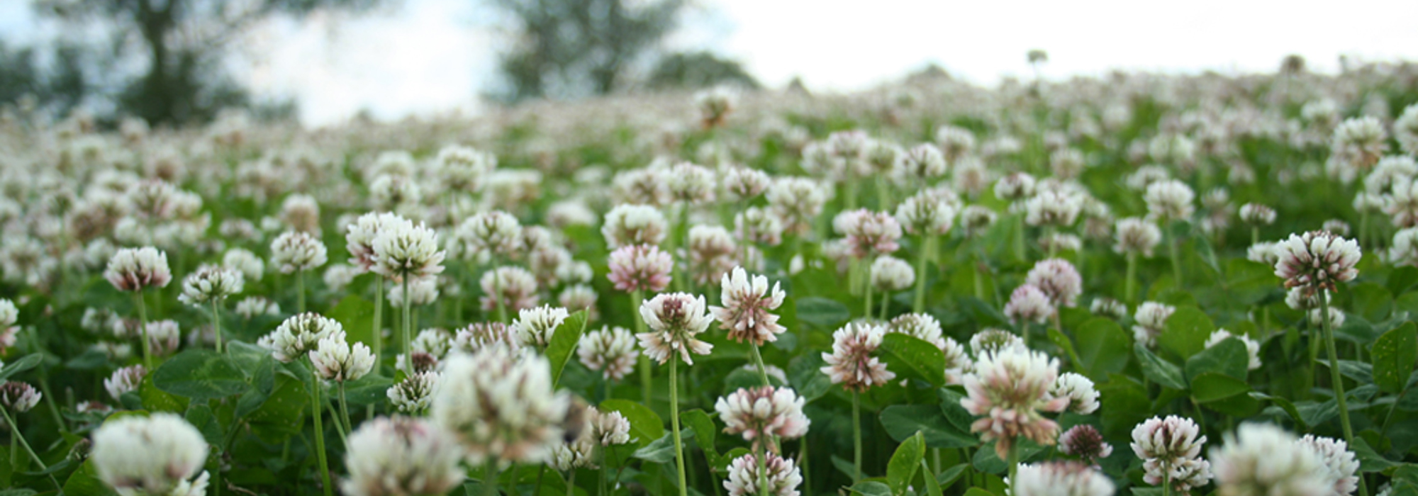 Introduktion til økologien – principper og værdier