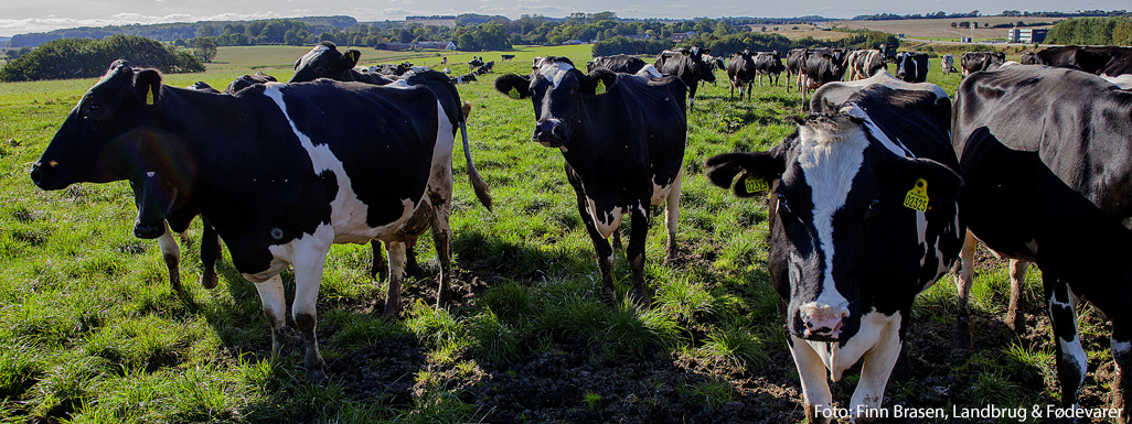 Køer på mark - Dansk Holstein (DH)