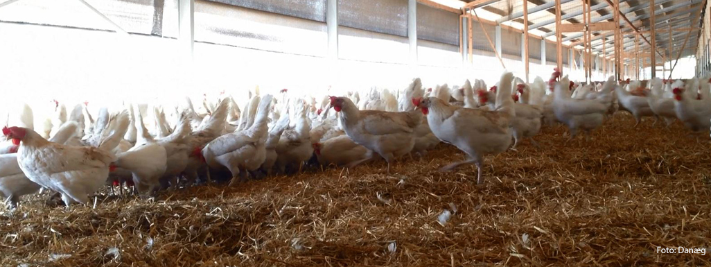 Økologisk fjerkræ og grovfoder