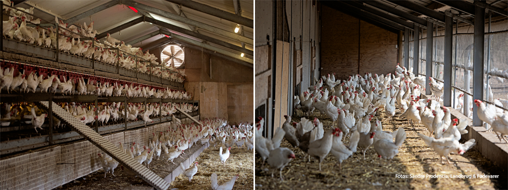 Etagesystem til økologisk hønsehold