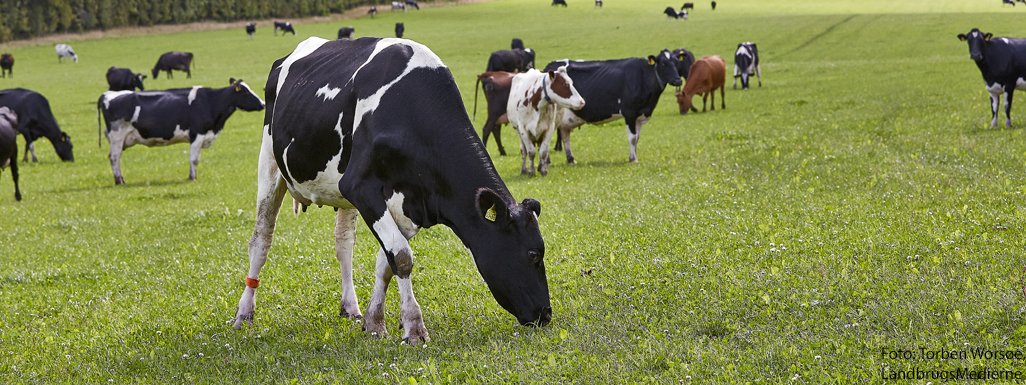 Græssende ko på mark