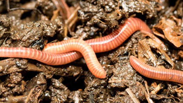 JP testing components