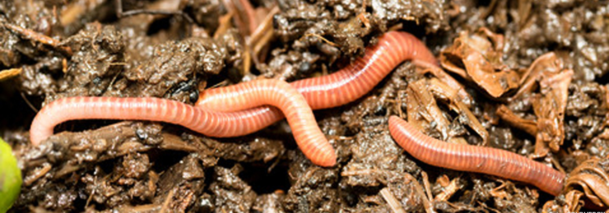 JP testing components