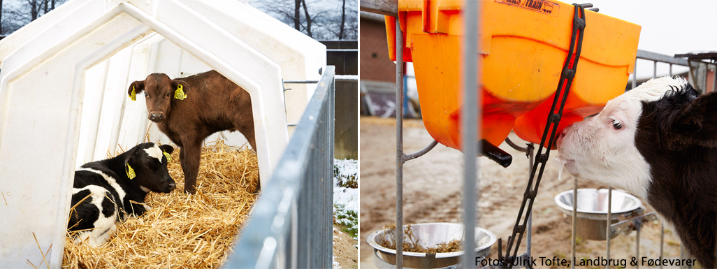 Kalve og deres naturlige ammebehov